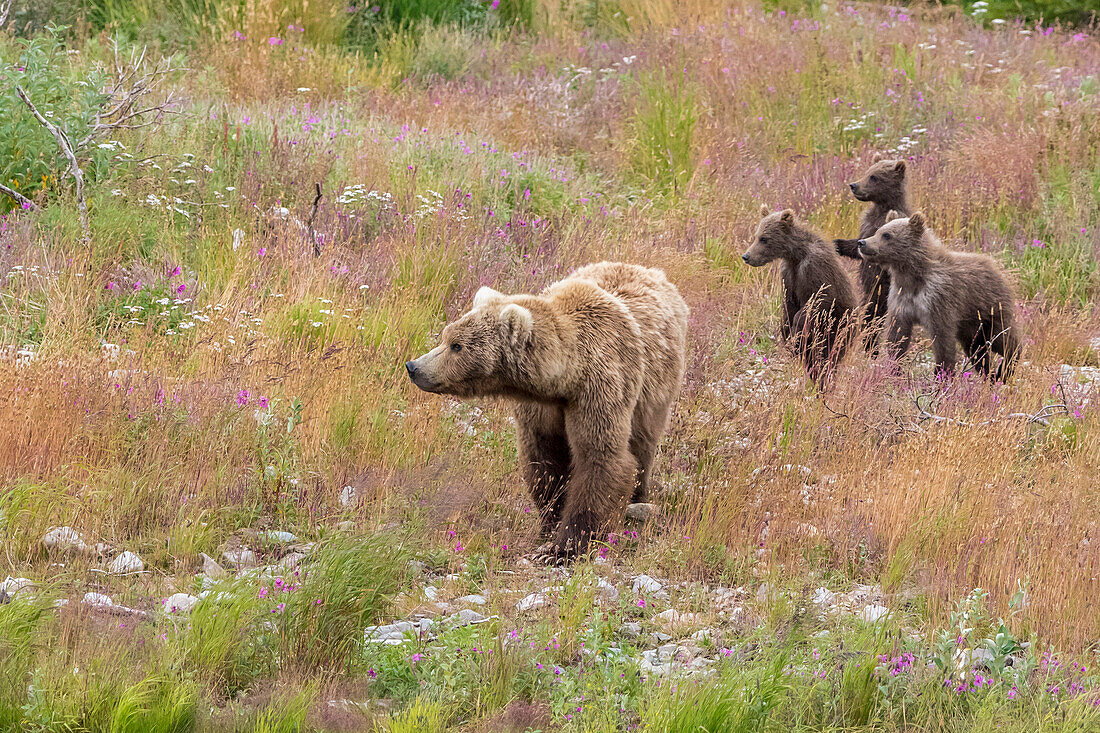 Brown bear with cubs in the meadows of Katmai wilderness, Alaska
