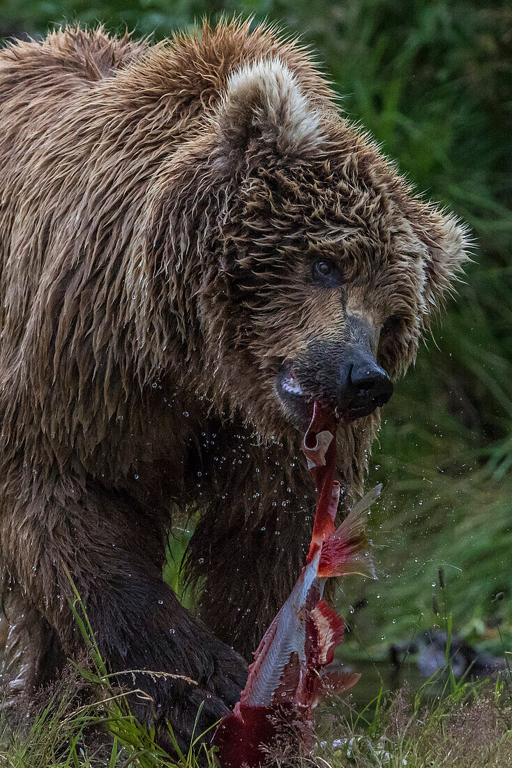 Adult brown bear eats fished salmon in Katmai, Alaska