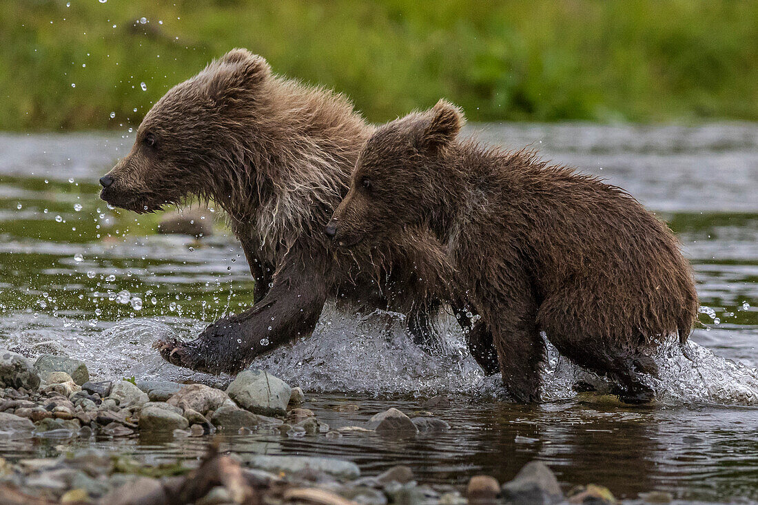 Braunbärenjunge im Fluss, Alaska