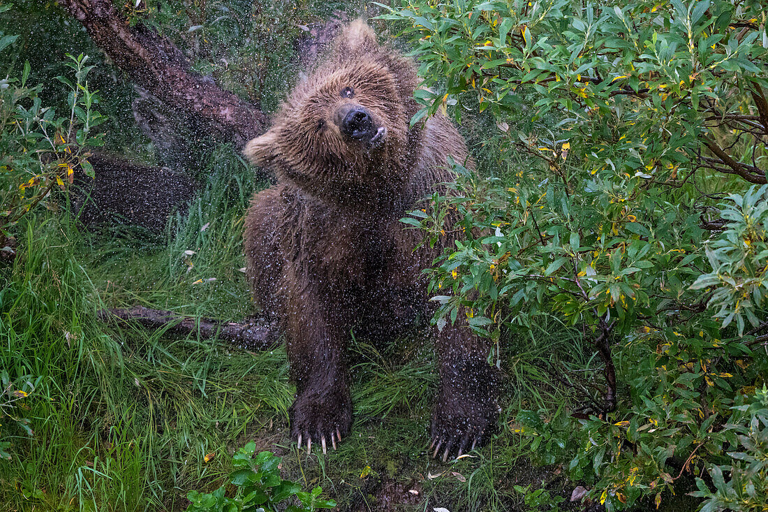 Braunbär schüttelt Körper nach dem Schwimmen im Fluss, Alaska