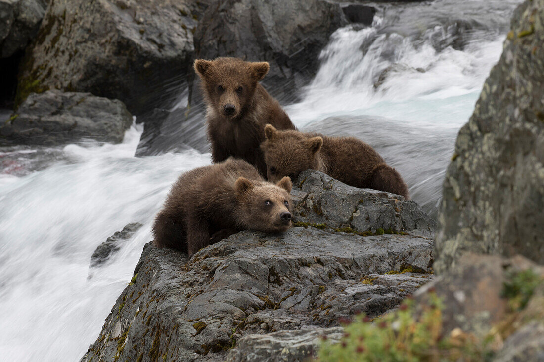 Brown bear mother and cubs in river, Alaska