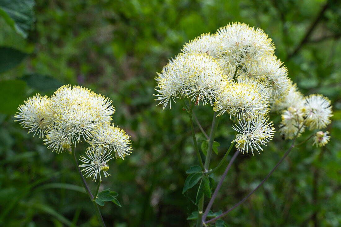 Akelei Wiesenraute oder französischer Wiesenrautenstrauch, Thalictrum aquilegiifolium L., in Blüte. Abruzzen, Italien, Europa