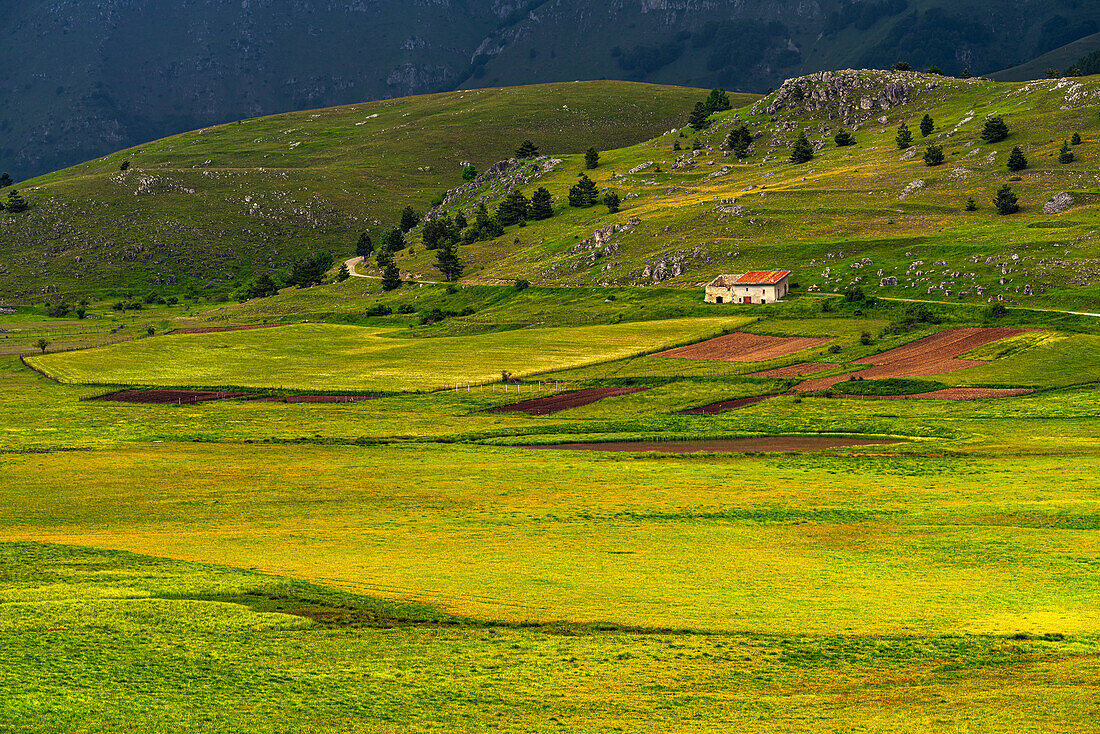 Bauernhof inmitten grüner, blühender Wiesen mit gelben Blumen in den Bergen.Piano di Fugno, AQ, Abruzzen, Italien, Europa