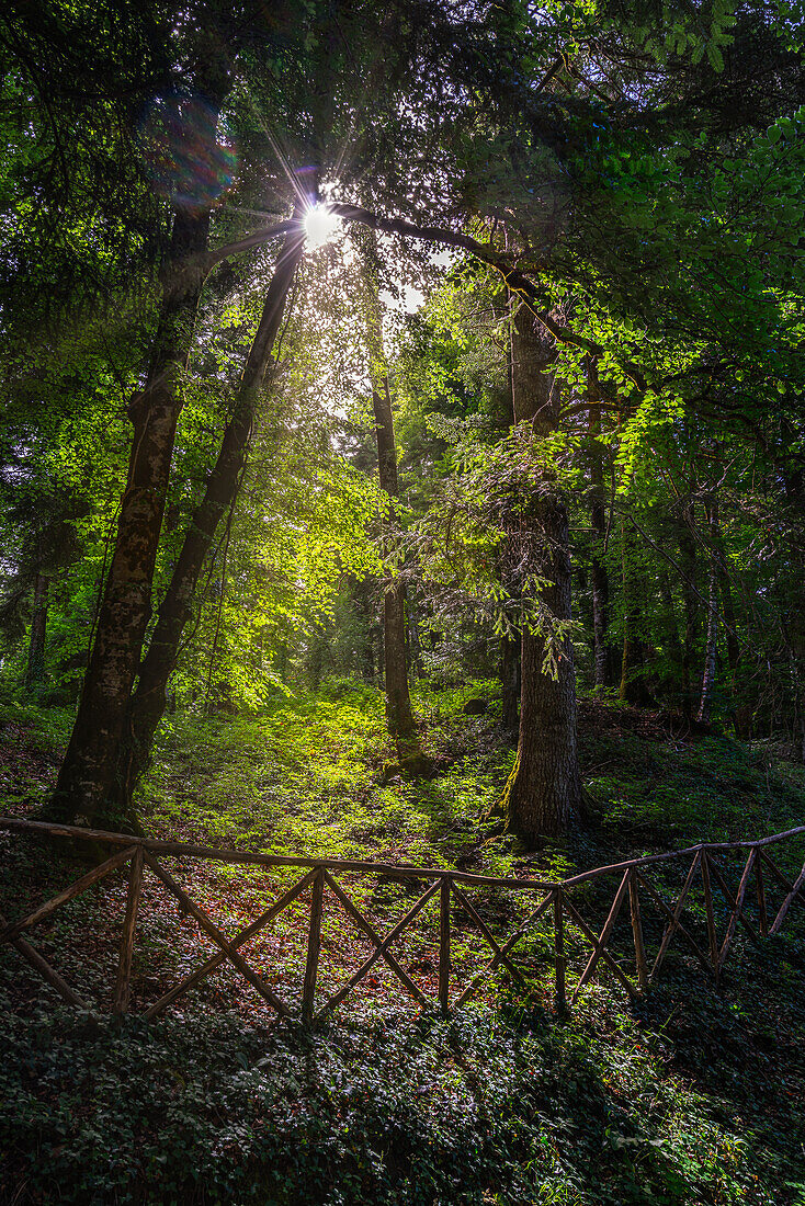 The MAB (Man And Biosphere) nature reserve of Collemeluccio-Montedimezzo is a protected natural area. Pescolanciano, province of Isernia, Molise