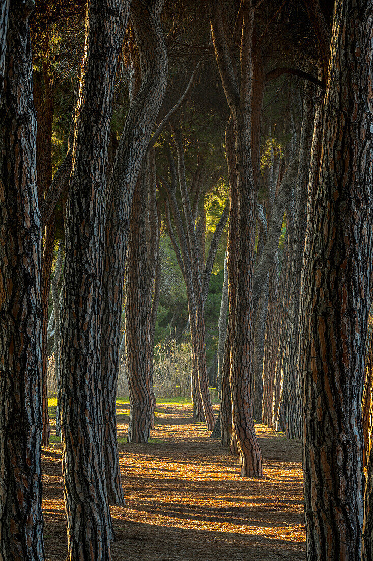 Twisted pines of Pineta Filiani illuminated by the first light of dawn on the Adriatic Sea. Pineto, Province of Teramo, Abruzzo, Italy, Europe