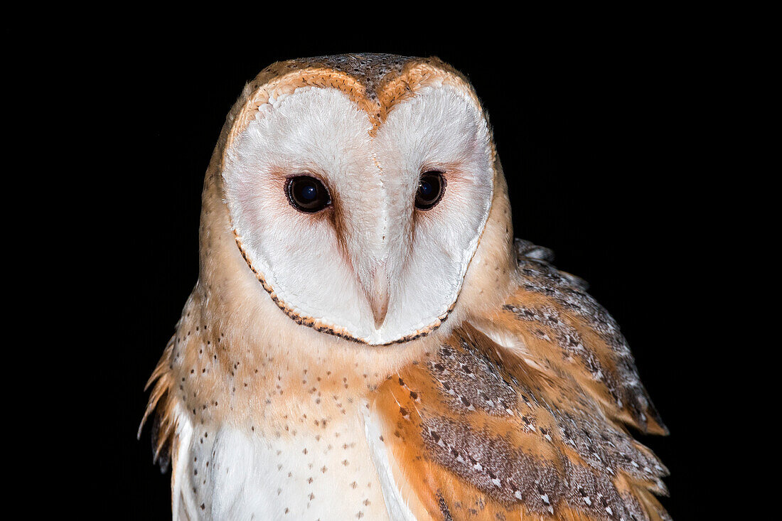 Portrait of barn owl in the night, Trentino Alto-Adige, Italy