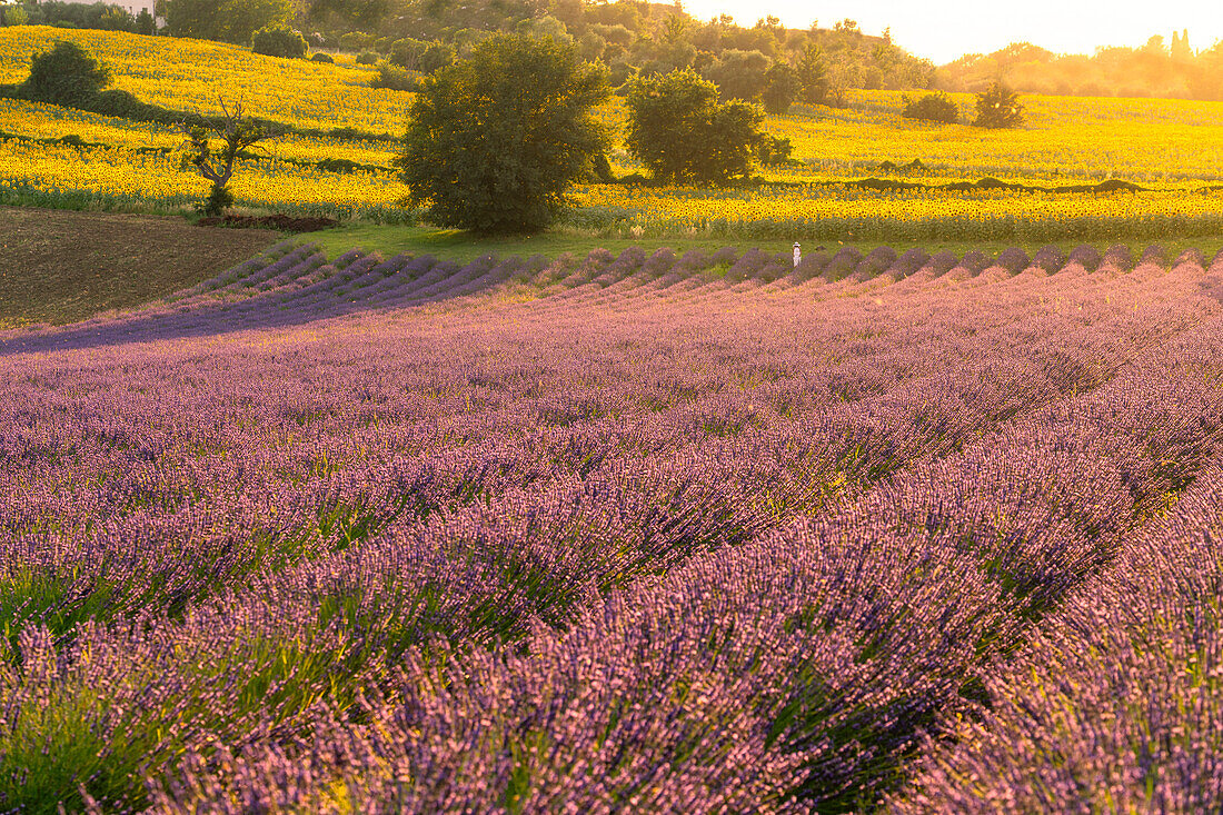 Italy, Marche, Corinaldo, White dressed lady in a lavander fields at sunset