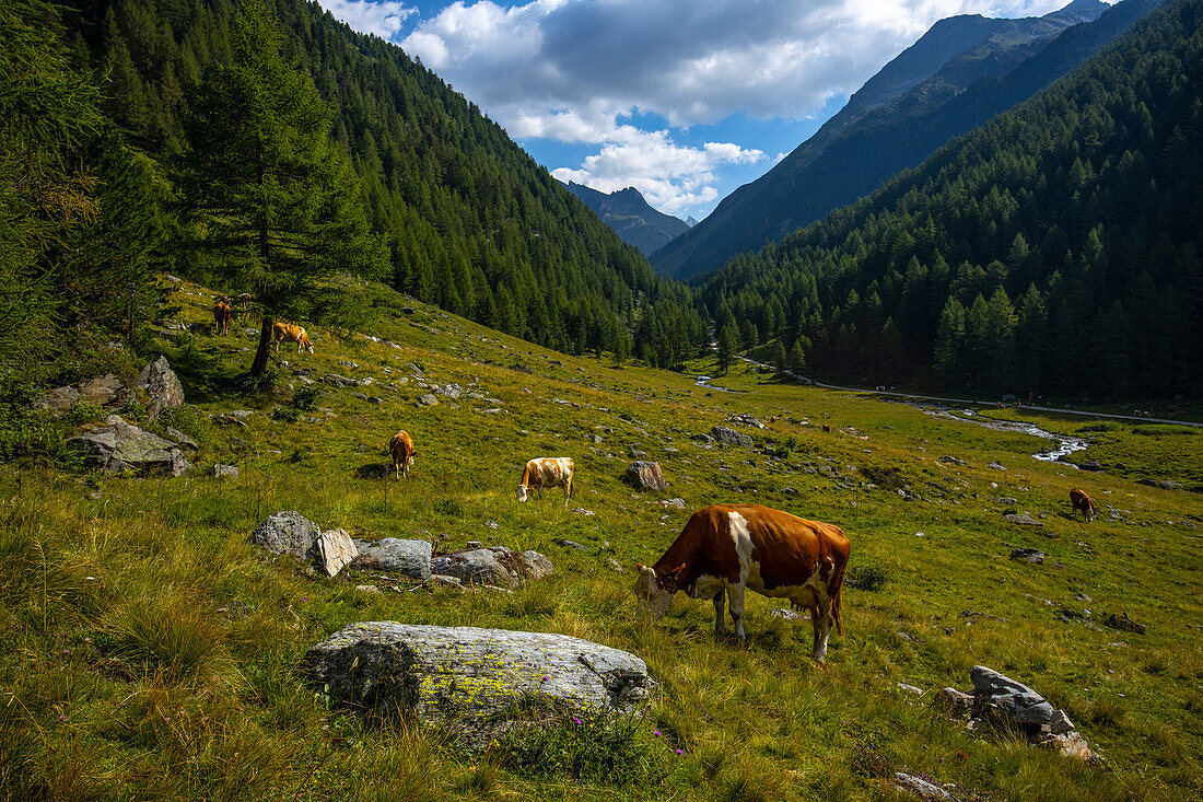 Italy, South Tyrol, Dolomites, Aurina Valley, Cows in the fields