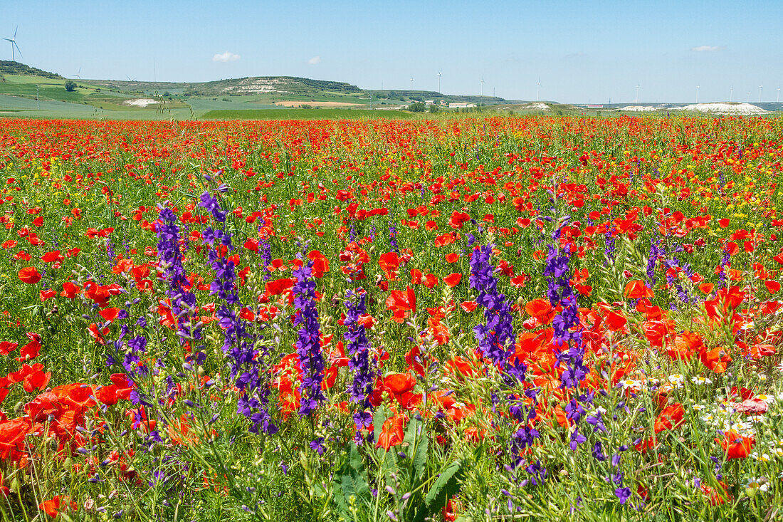 Red poppy blooming in the countryside fields of Burgos. Burgos, Castile and Leon, Spain, Europe.