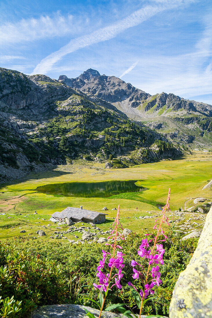 Der See du glaciers mit einer Sommerblüte und der Grand Assaly im Hintergrund. Deffeyes-Hütte, La Thuile, Aosta-Tal, Italien, Alpen, Europa.