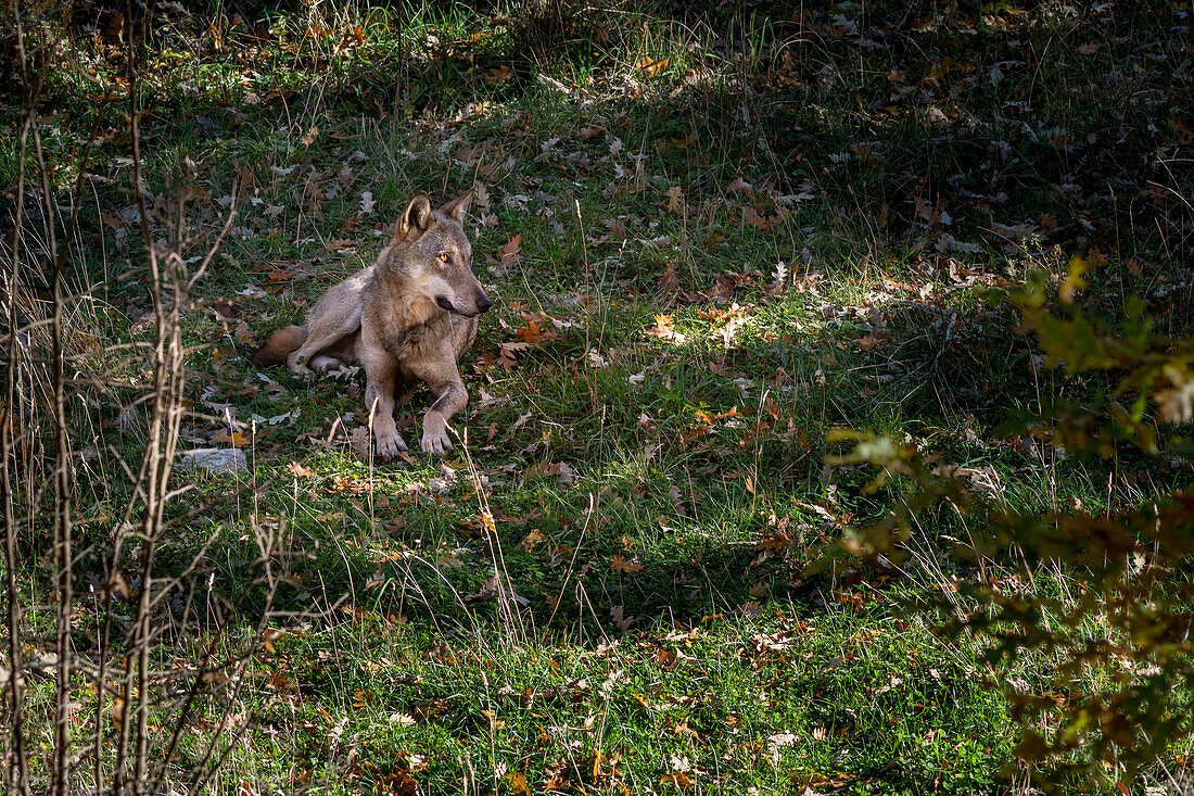 Apennine wolf at rest in the heat of the day. Abruzzo, Italy, Europe