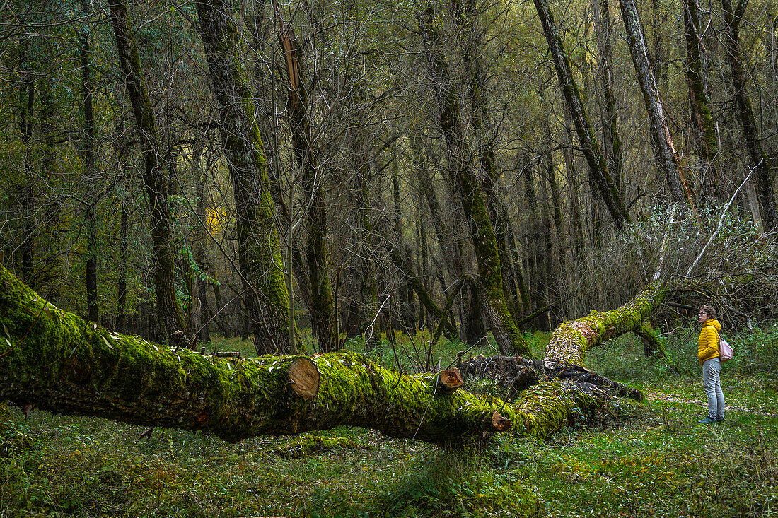 Umgestürzter Baum auf dem Wanderweg, Nationalpark Abruzzen Latium und Molise. Abruzzen, Italien, Europa