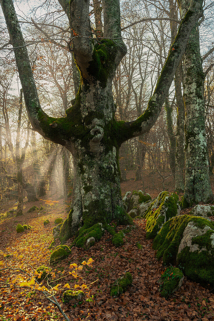 Old tree in a foggy day. Abruzzo, Italy, Europe