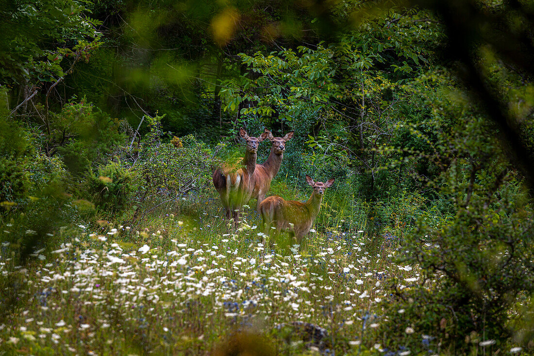 Weibliche Hirsche im Nationalpark Abruzzen, Latium und Molise. Abruzzen, Italien, Europa