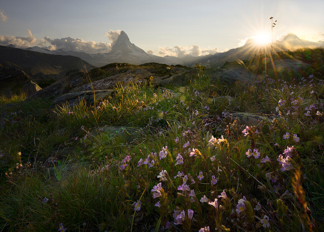 Schweiz, Zermatt, Matterhorn und rosa Blumen bei Sonnenuntergang im Sommer