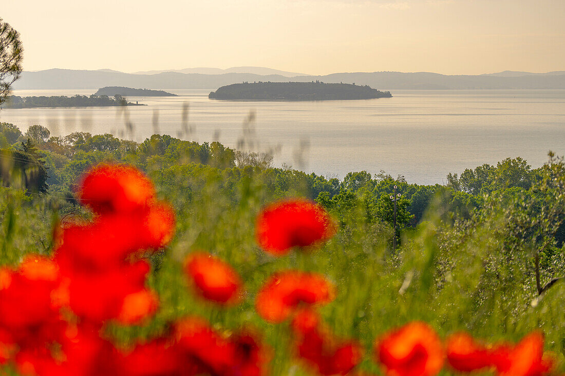 Italy, Umbria, Lake Trasimeno, Maggiore, Minore, and Polvese Islands in Spring