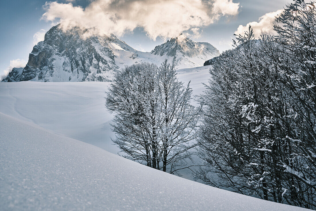 Beech trees covered of snow after a storm with Gran Sasso highest peaks in the background. Pietracamela, Teramo district, Abruzzo, Italy