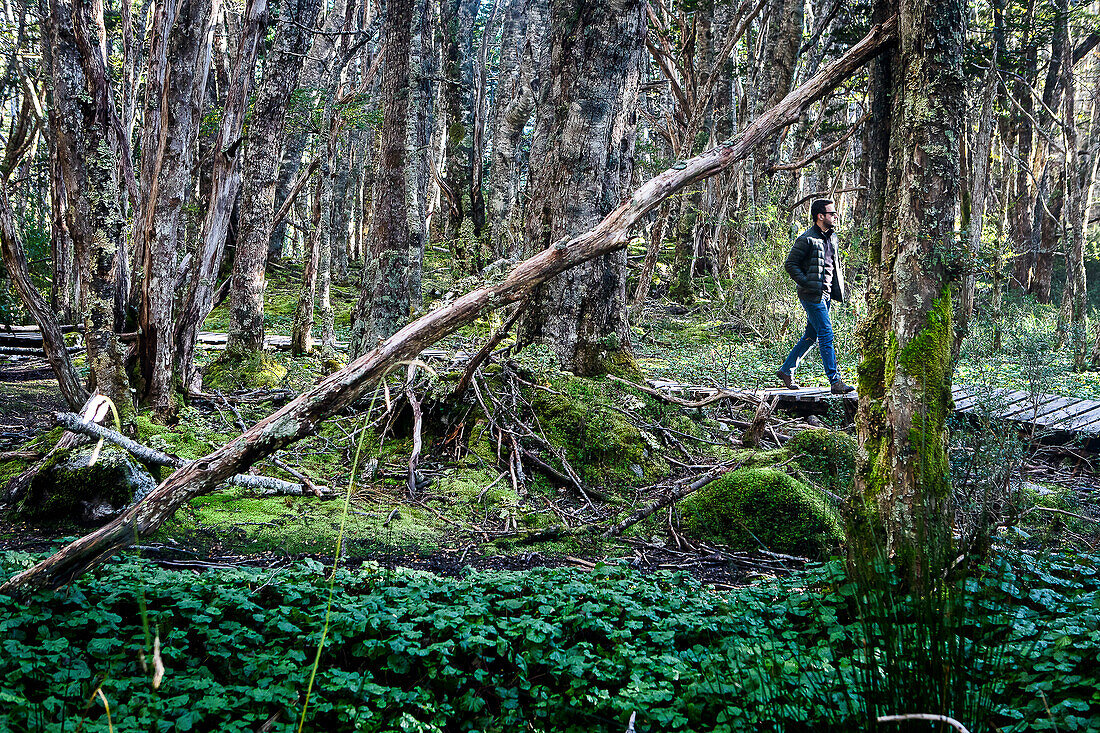 Subantarctic Forest, man exploring the interior of Ainsworth Bay, PN Alberto de Agostini, Tierra del Fuego, Patagonia, Chile