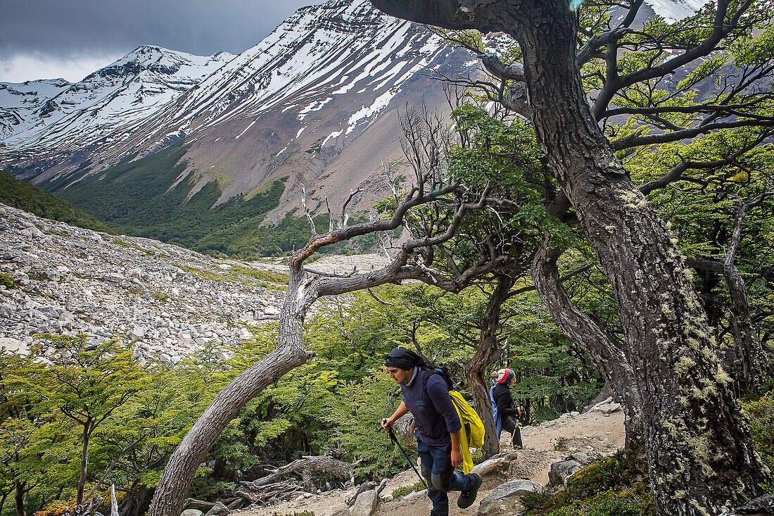 Hikers walking close Moraine of Mirador Base Torres, through Lenga forest, Nothofagus pumilio forest, Torres del Paine national park, Patagonia, Chile