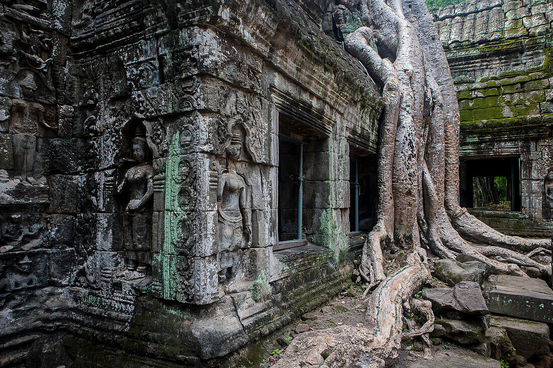 Ta-Prohm-Tempel, Archäologischer Park von Angkor, Siem Reap, Kambodscha