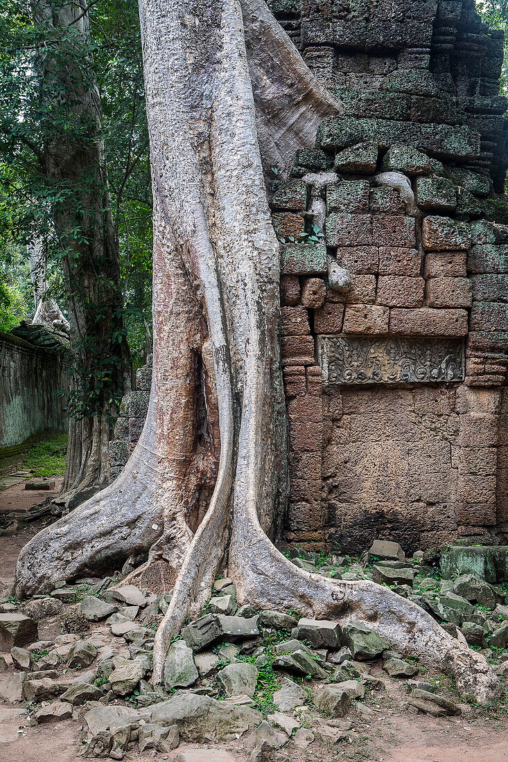 Ta-Prohm-Tempel, Archäologischer Park von Angkor, Siem Reap, Kambodscha