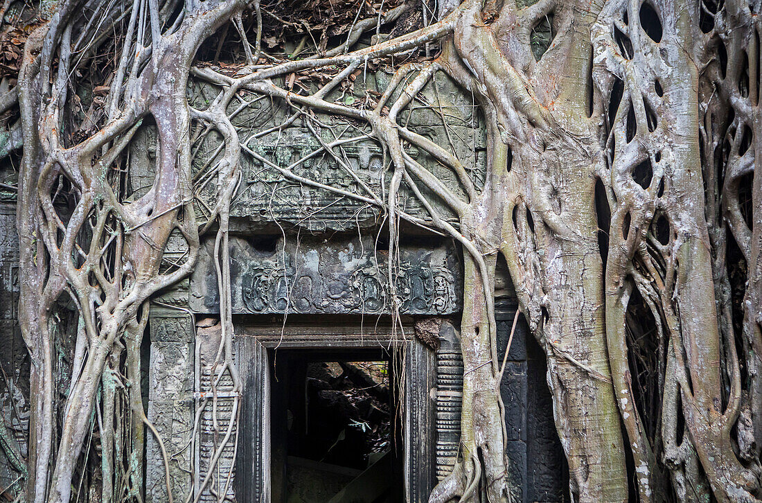 Ta Prohm temple, Angkor Archaeological Park, Siem Reap, Cambodia