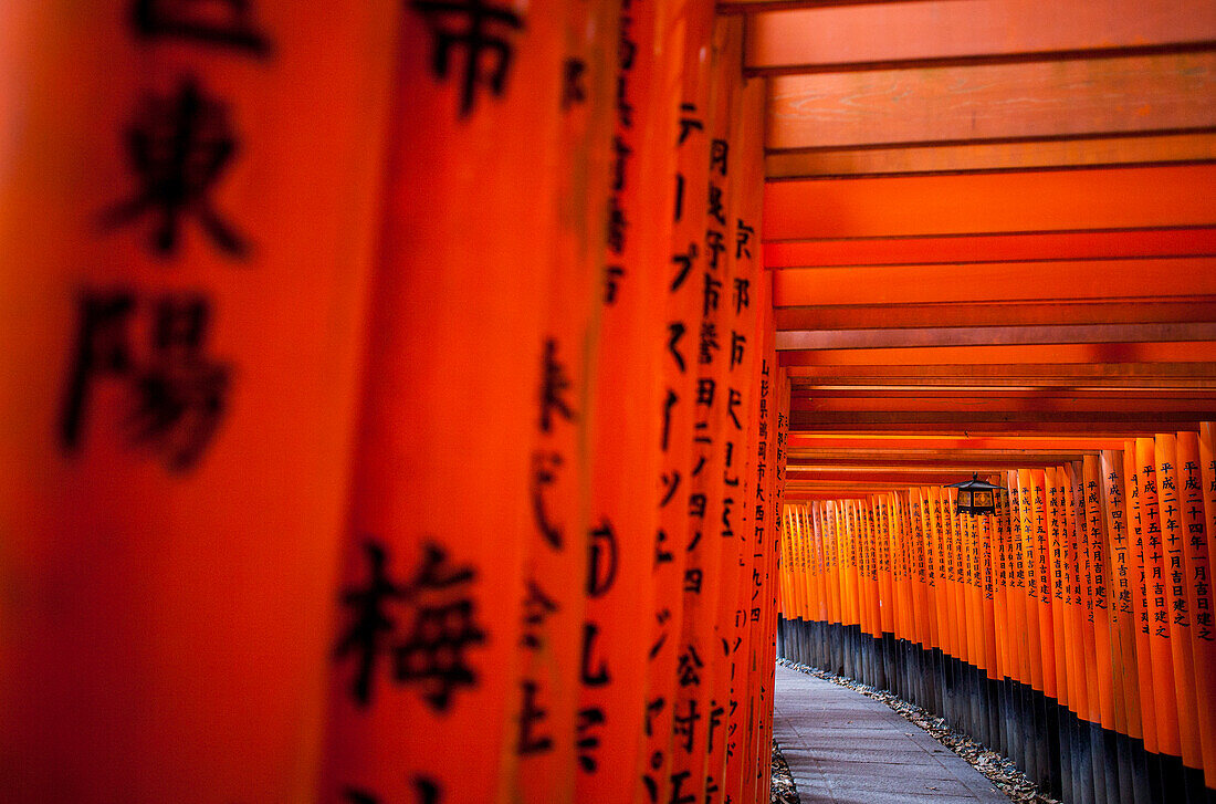 Torii-Tore im Fushimi Inari-Taisha-Heiligtum, Kyoto, Japan
