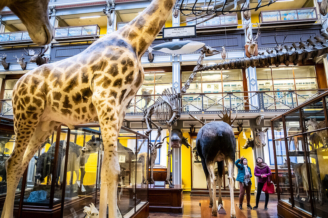 Natural History Museum, National Museum of Ireland, Dublin, Ireland