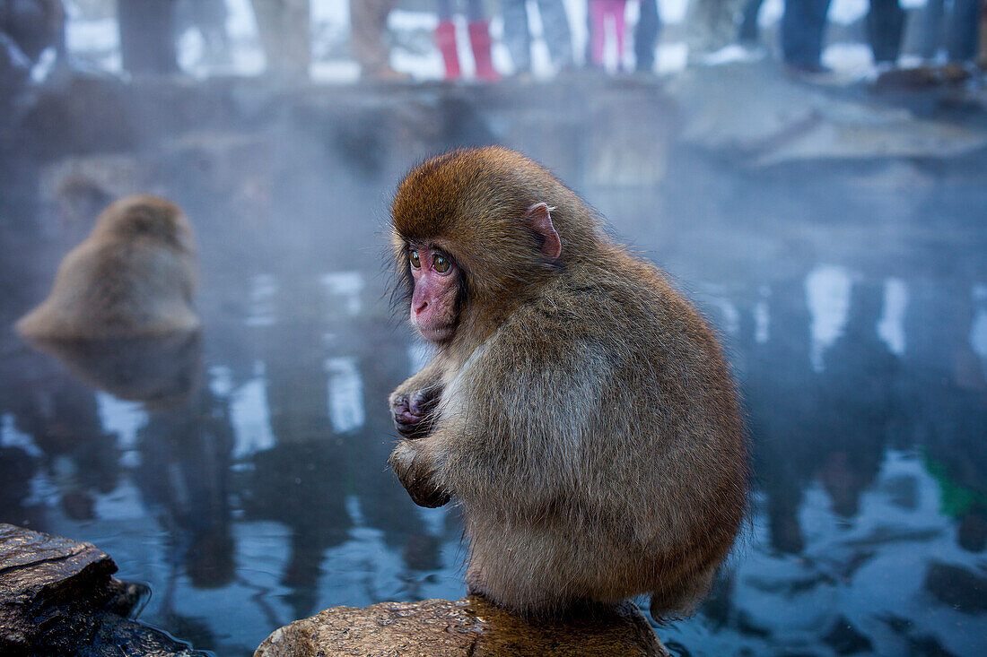 Monkeys in a natural onsen (hot spring), located in Jigokudani Monkey Park, Nagono prefecture,Japan.