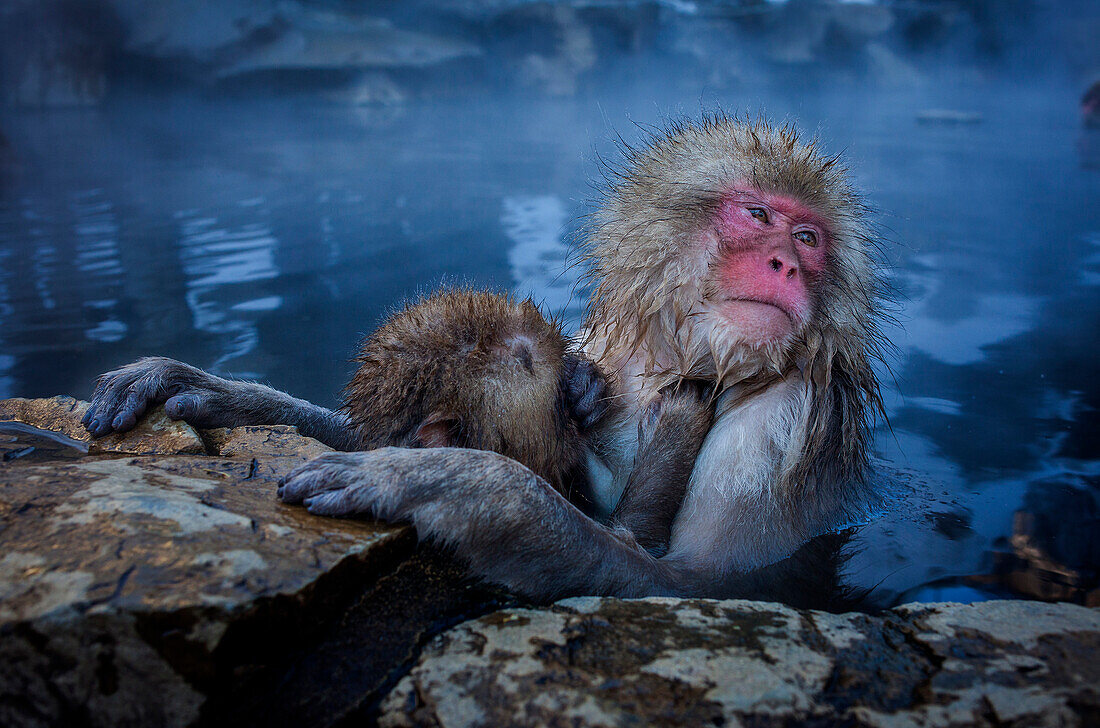 Affen in einem natürlichen Onsen (heiße Quelle), im Jigokudani Monkey Park, Präfektur Nagono, Japan.