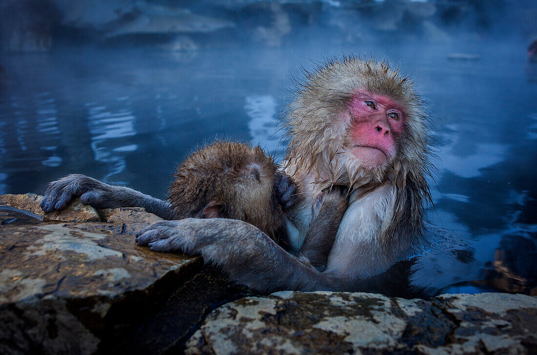 Monkeys in a natural onsen (hot spring), located in Jigokudani Monkey Park, Nagono prefecture,Japan.