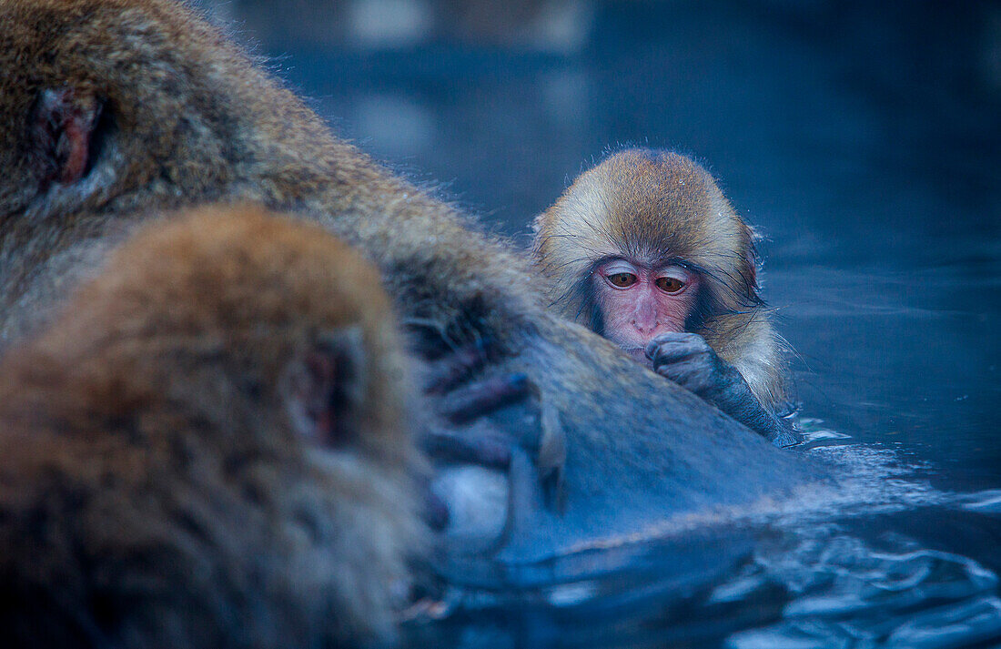 Monkeys in a natural onsen (hot spring), located in Jigokudani Monkey Park, Nagono prefecture,Japan.