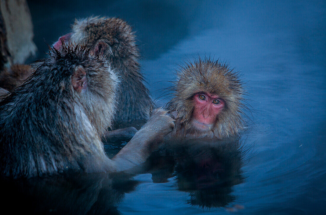 Monkeys in a natural onsen (hot spring), located in Jigokudani Monkey Park, Nagono prefecture,Japan.