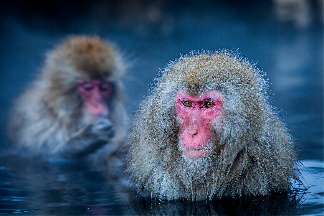 Monkeys in a natural onsen (hot spring), located in Jigokudani Monkey Park, Nagono prefecture,Japan.