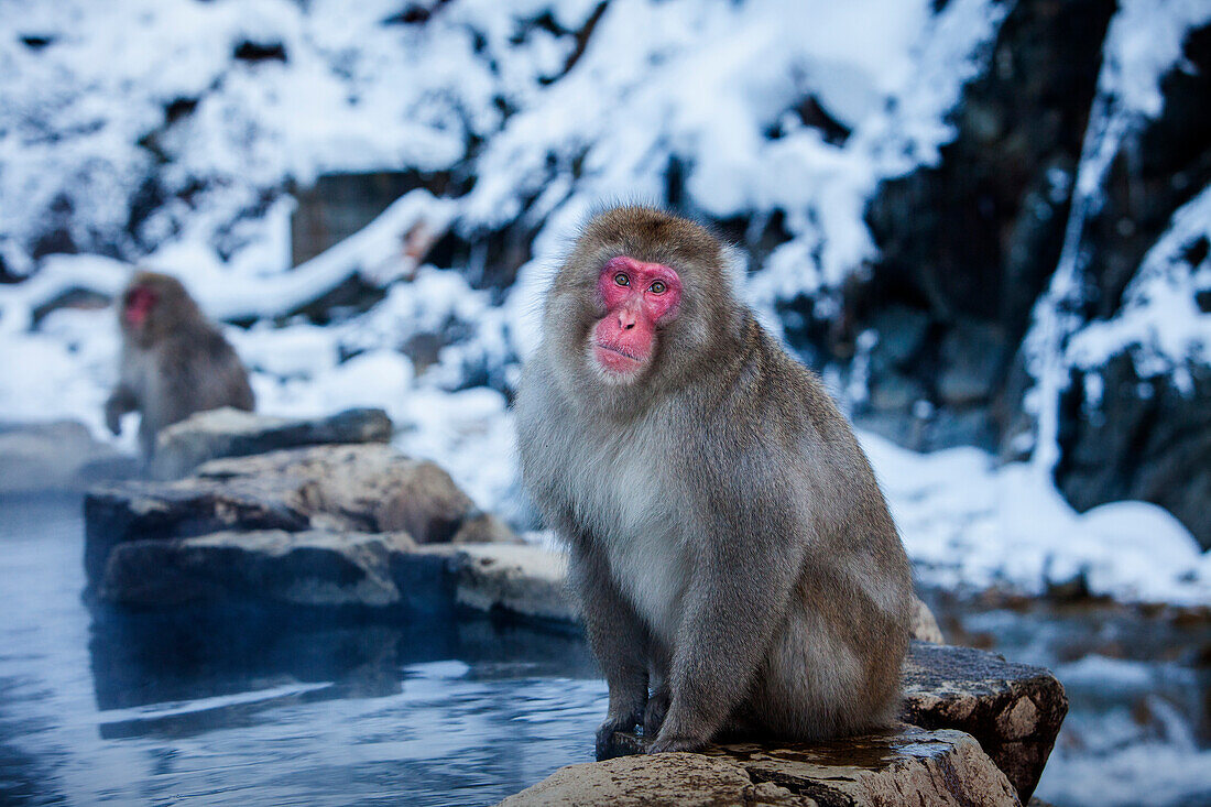 Affen in einem natürlichen Onsen (heiße Quelle) im Jigokudani Affenpark, Präfektur Nagono, Japan.