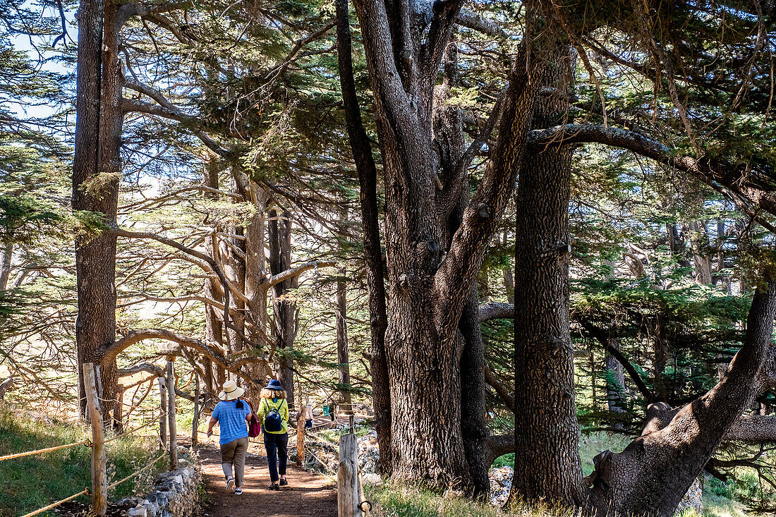 The Cedars (ARZ AL-RAB). Located around 5 km above Bcharré, Qadisha valley, Lebanon