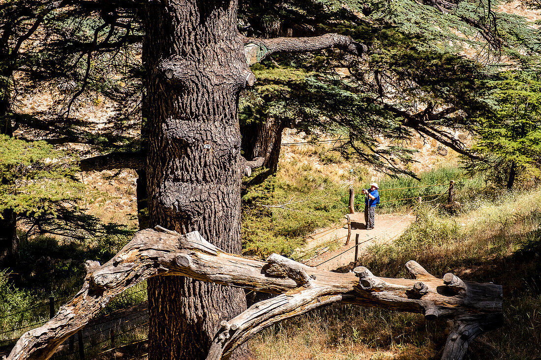 The Cedars (ARZ AL-RAB). Located around 5 km above Bcharré, Qadisha valley, Lebanon