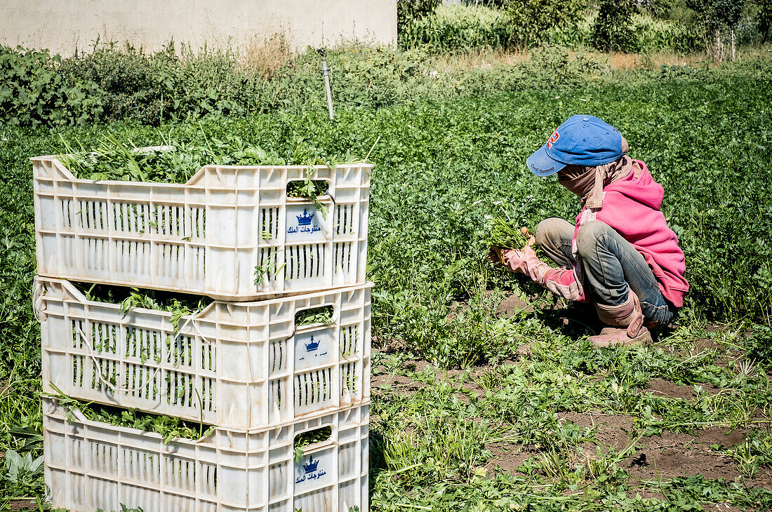 Taman (10 year old) picking parsley, girl, day laborer, child labour, syrian refugee, in Bar Elias, Bekaa Valley, Lebanon