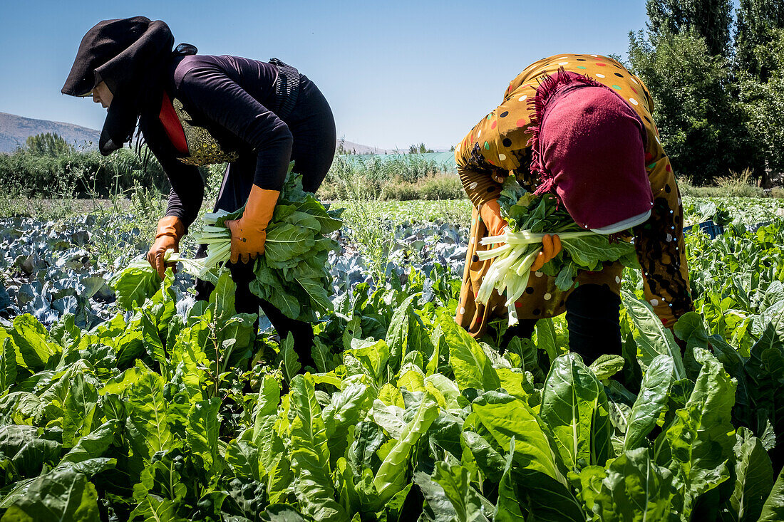 Sahar at right and Houriye at left, both 15 years old, Girls picking chards harvest, day laborers, child labour, syrian refugees, in Bar Elias, Bekaa Valley, Lebanon