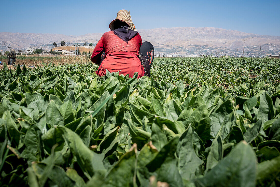 Woman working, picking chards harvest, day laborer, syrian refugee, in Bar Elias, Bekaa Valley, Lebanon