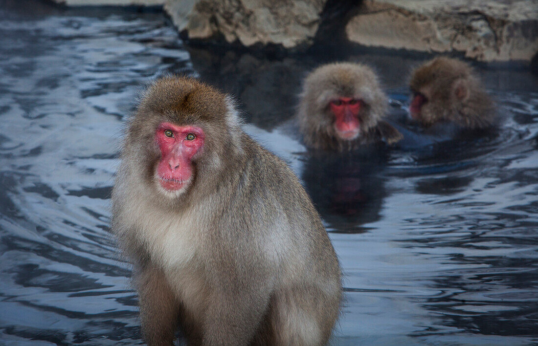 Monkeys in a natural onsen (hot spring), located in Jigokudani Monkey Park, Nagono prefecture,Japan.