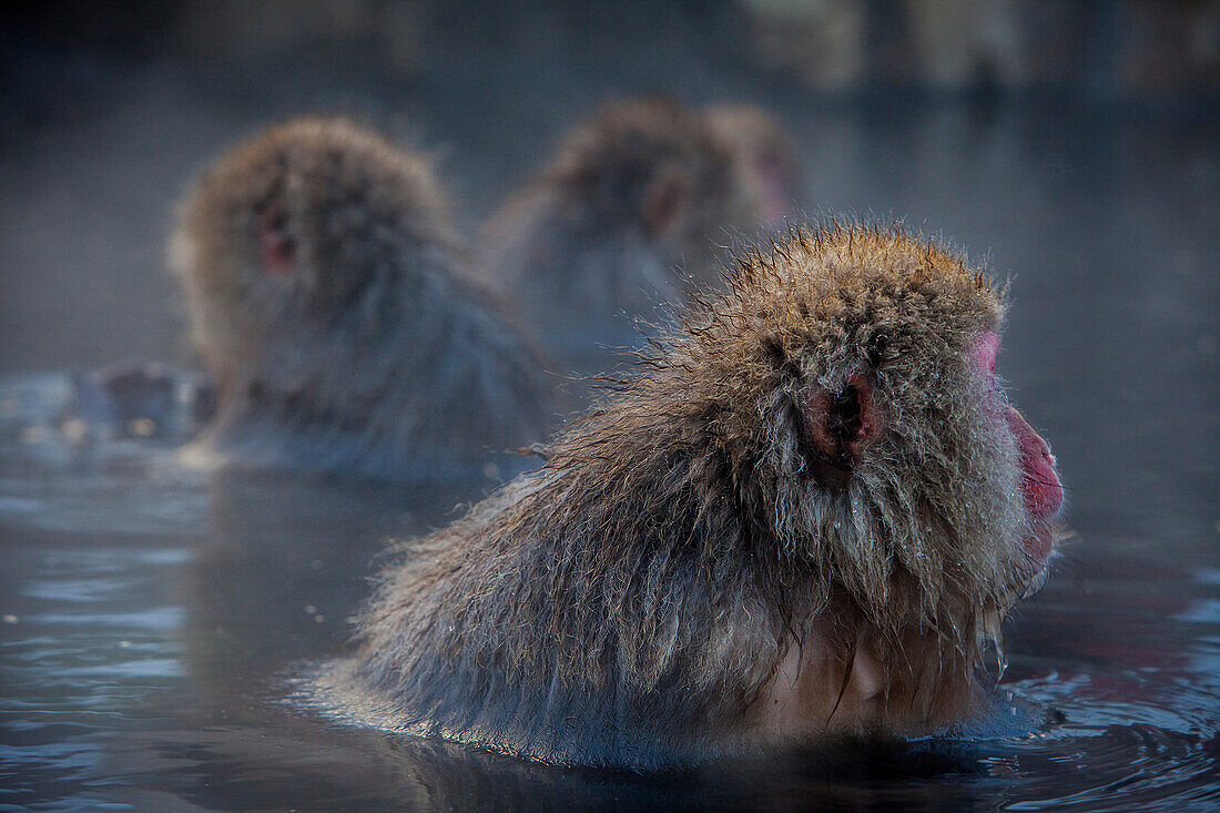 Monkeys in a natural onsen (hot spring), located in Jigokudani Monkey Park, Nagono prefecture,Japan.