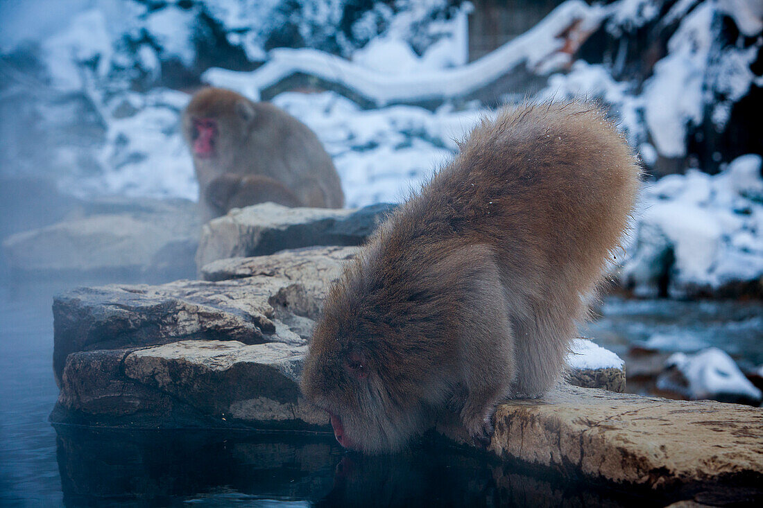 Affen in einem natürlichen Onsen (heiße Quelle), im Jigokudani Monkey Park, Präfektur Nagono, Japan.