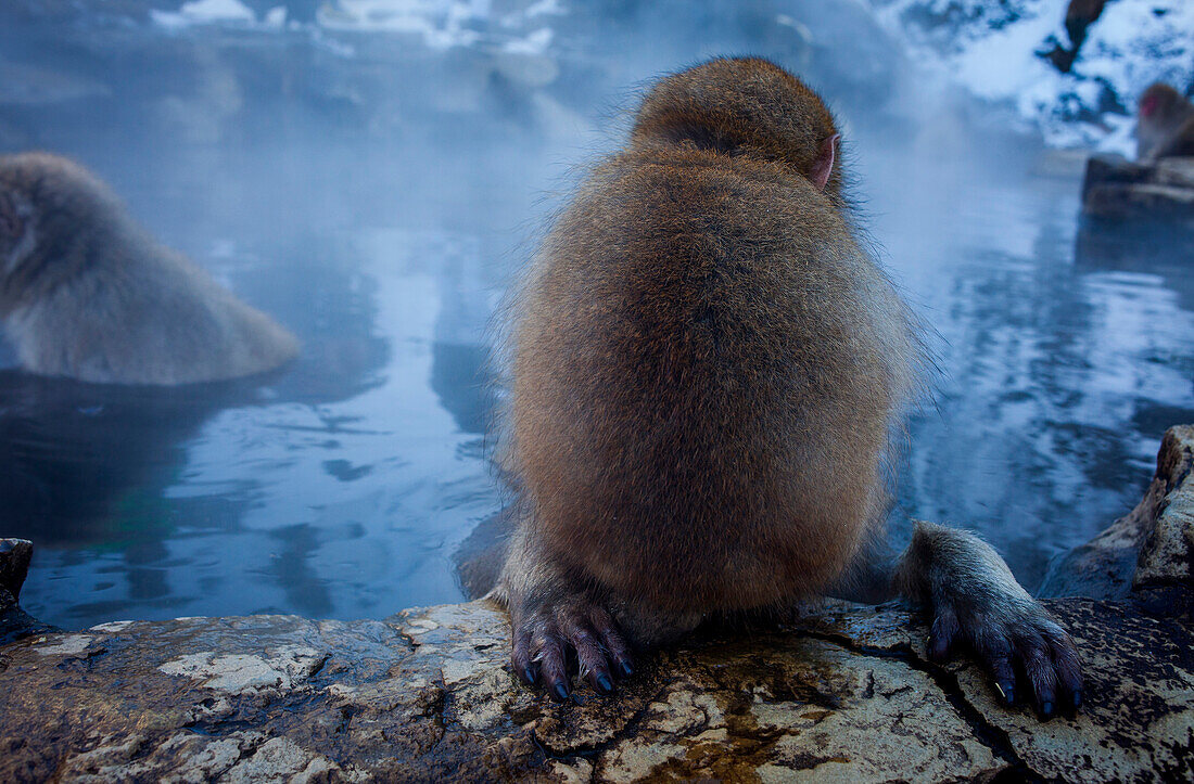 Monkeys in a natural onsen (hot spring), located in Jigokudani Monkey Park, Nagono prefecture,Japan.