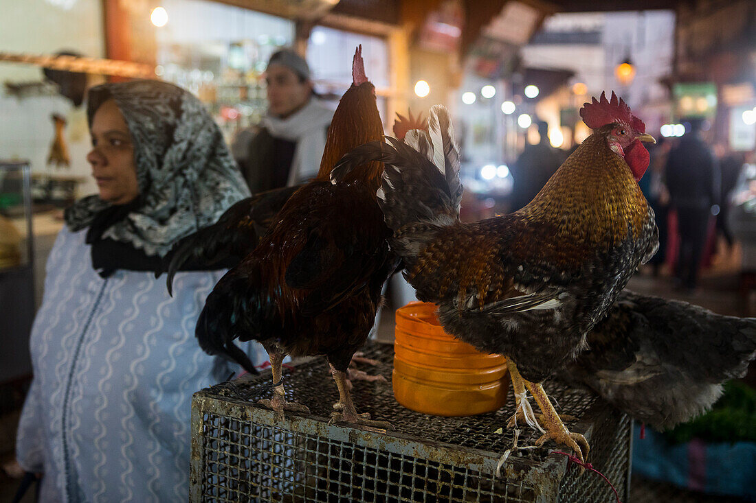 Roosters for sale, medina, Fez.Morocco