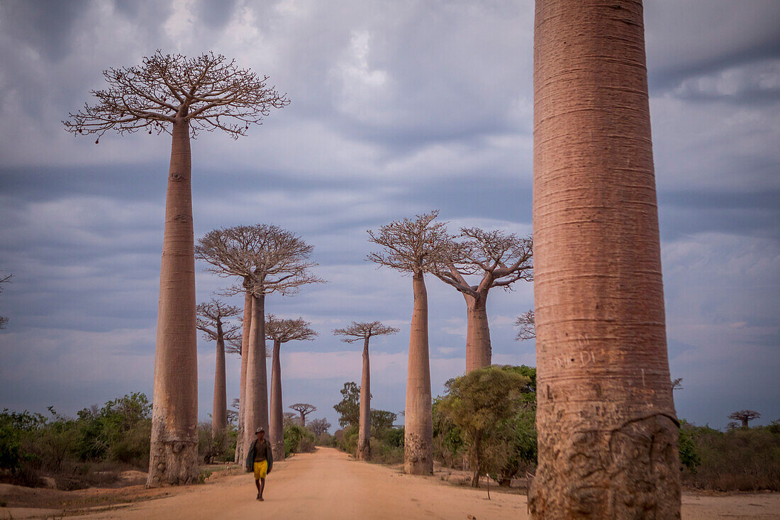 The Alley of the Baobabs, a group of baobab trees lining the road between Morondava and Belon'i Tsiribihina, Madagascar