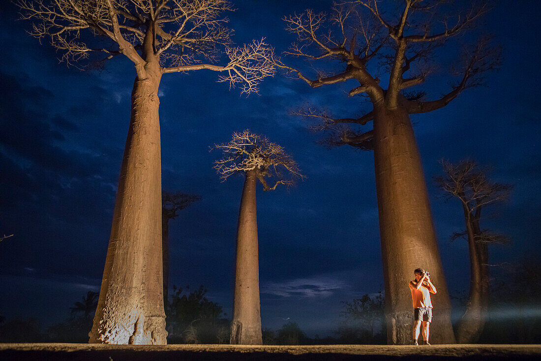 The Alley of the Baobabs, a group of baobab trees lining the road between Morondava and Belon'i Tsiribihina, Madagascar