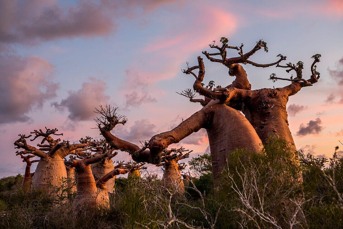 Baobabs near Andavadoaka, western Madagascar