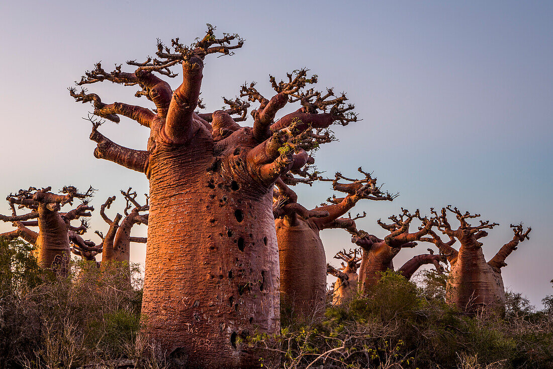 Baobabs near Andavadoaka, western Madagascar