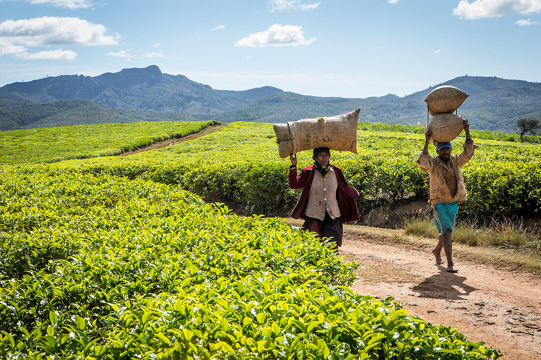 Teeernte in Sahambavy, nahe der Stadt Fianarantsoa, Madagaskar